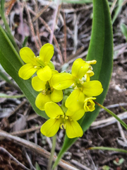 Physaria rectipes