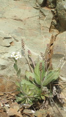 Plantago camtschatica