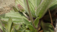 Plantago camtschatica