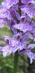 Dactylorhiza maculata