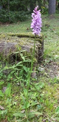 Dactylorhiza maculata