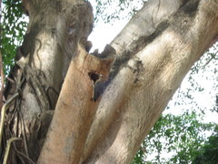 Melanerpes rubricapillus