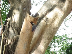 Melanerpes rubricapillus