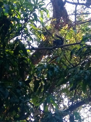 Sciurus colliaei