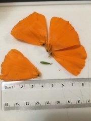 Eschscholzia californica