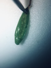 Eschscholzia californica