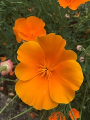 Eschscholzia californica