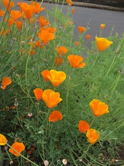 Eschscholzia californica