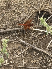Libellula saturata