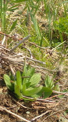 Plantago camtschatica