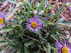 Erigeron grandiflorus