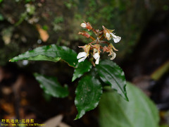 Odontochilus tashiroi