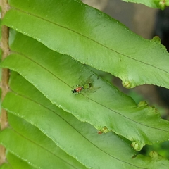 Cosmophasis valerieae