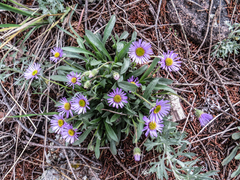 Erigeron grandiflorus