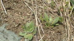 Plantago camtschatica