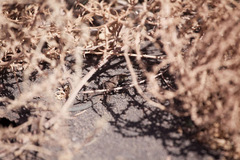 Uta stansburiana uniformis