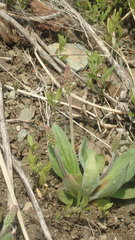 Plantago camtschatica
