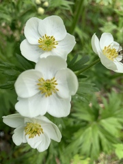 Anemonastrum crinitum