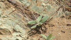 Plantago camtschatica