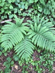 Pentarhizidium orientale