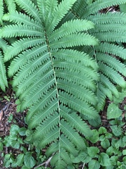 Pentarhizidium orientale