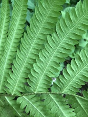 Pentarhizidium orientale