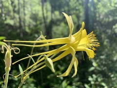 Aquilegia chrysantha