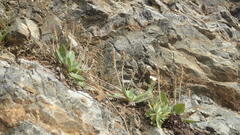 Plantago camtschatica