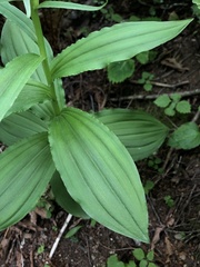 Galearis camtschatica