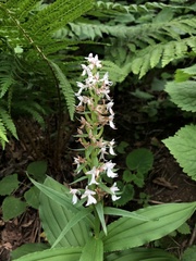 Galearis camtschatica