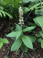 Galearis camtschatica