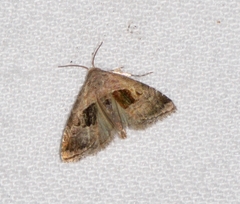 Tripudia rectangula