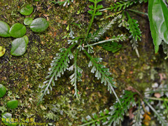 Asplenium prolongatum