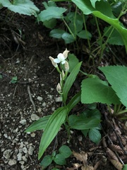 Cephalanthera