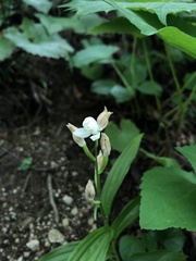 Cephalanthera