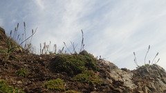 Plantago camtschatica