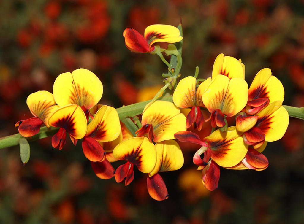 Daviesia angulata