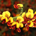 Daviesia angulata - Photo (c) robert davis, algunos derechos reservados (CC BY-NC), subido por robert davis