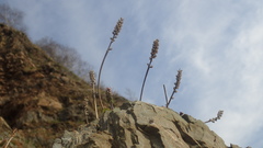 Plantago camtschatica