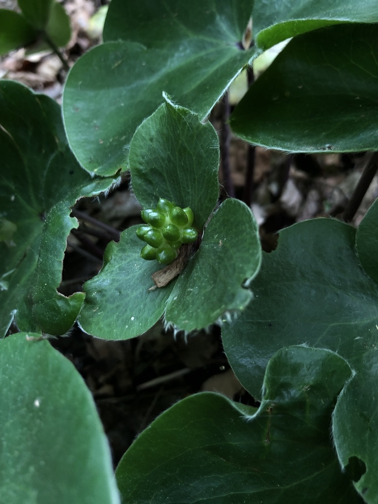 Hepatica maxima