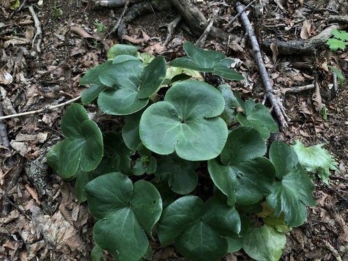 Hepatica maxima · iNaturalist United Kingdom