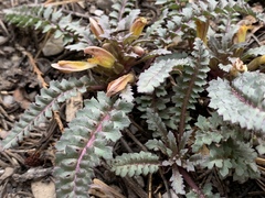 Pedicularis semibarbata charlestonensis