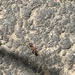 photo of (Myrmica)