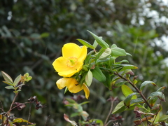 Hypericum patulum