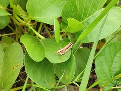 Aiolopus thalassinus tamulus