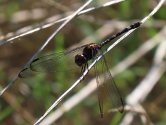 Dythemis velox