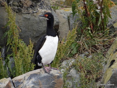 Leucocarbo magellanicus