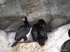 Leucocarbo magellanicus