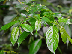 Rhamnus formosana