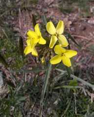 Erysimum flavum